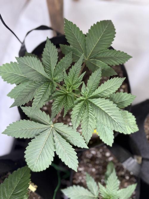 White widow. Week 2