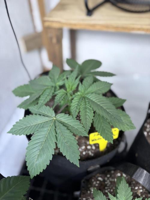 White widow. Week 2