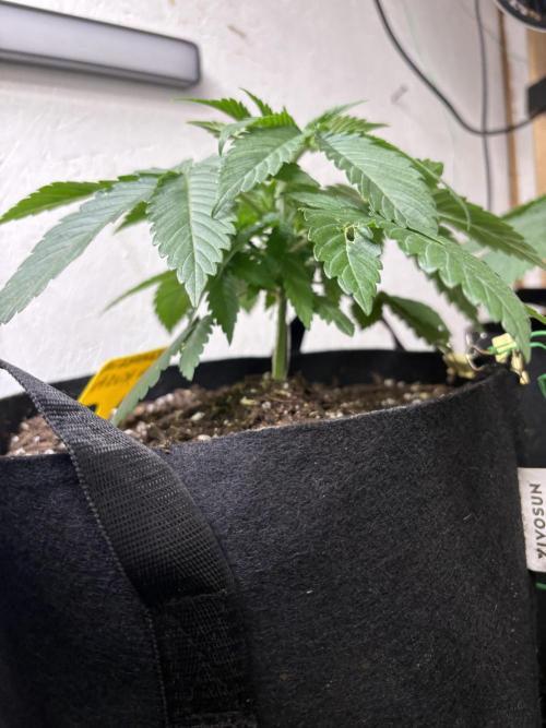 White widow. Week 2