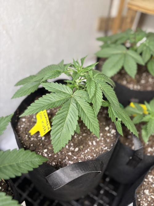 Oh kush - we’ll see. Week 3