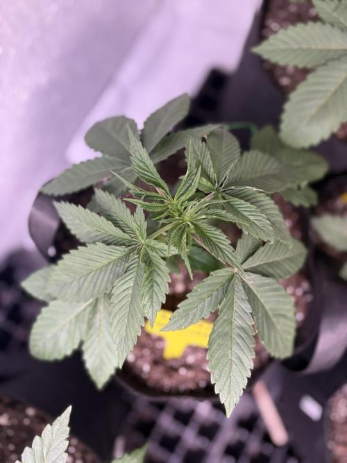 Oh kush - we’ll see. Week 3
