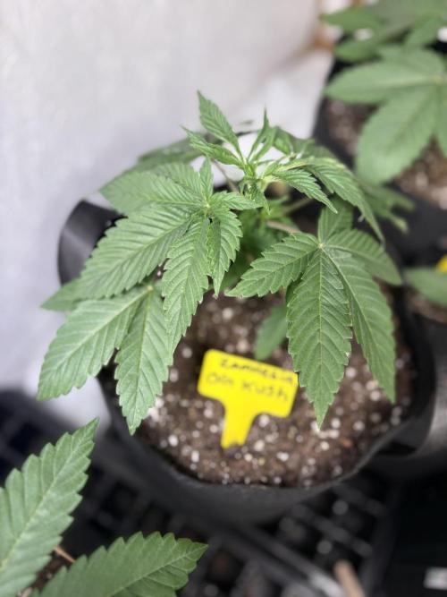 Oh kush - we’ll see. Week 3
