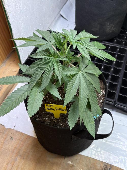 Apple yumyum. Week 3