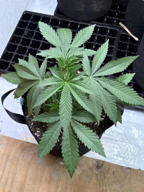 Apple yumyum. Week 3