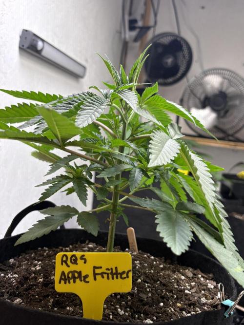 Apple yumyum. Week 3