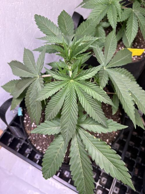 Apple yumyum. Week 3
