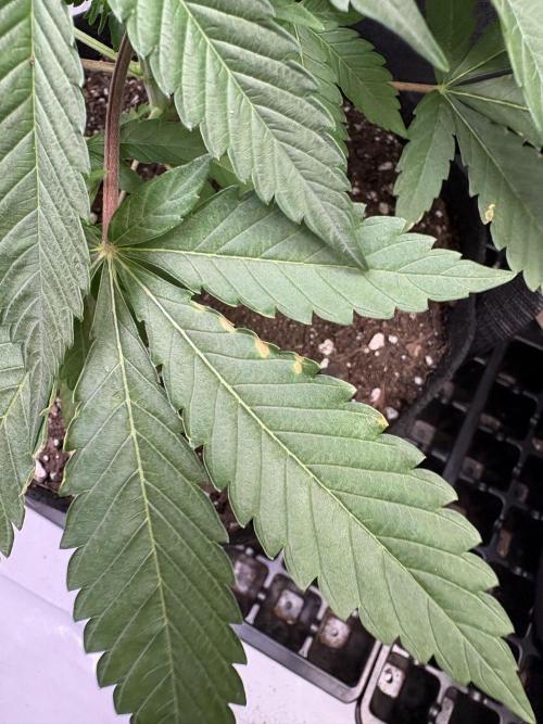 Apple Fritter. Week 3