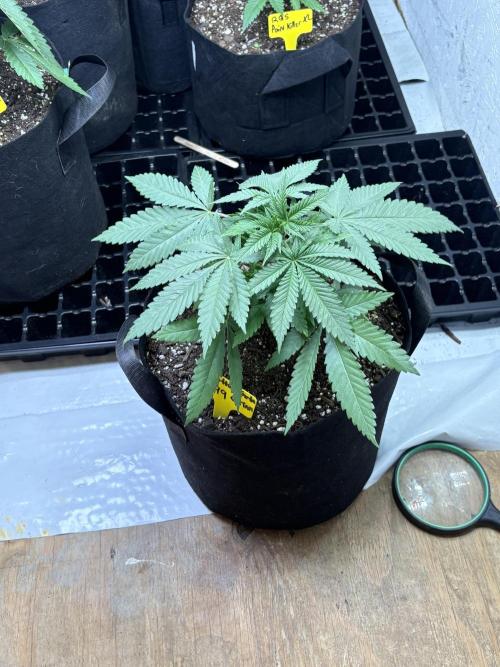 Cindy-99. Week 3