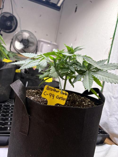 Cindy-99. Week 3