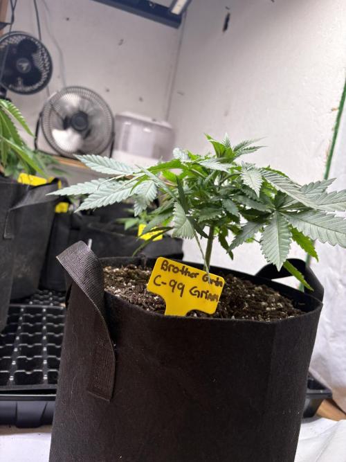 Cindy-99. Week 3