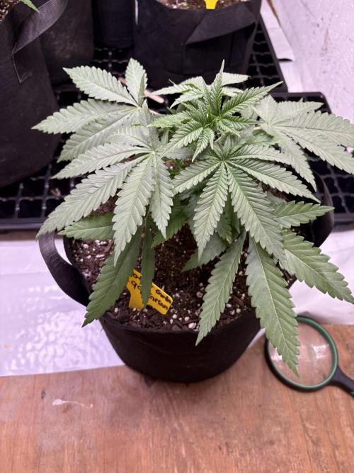 Cindy-99. Week 3