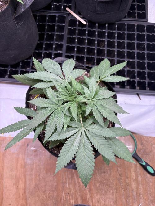 Cindy-99. Week 3