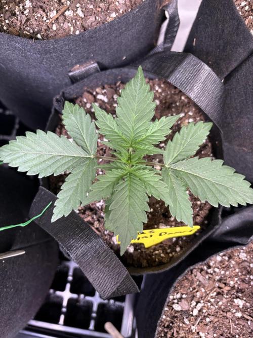 Royal dwarf. Week 2