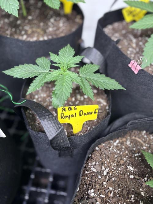 Royal dwarf. Week 2