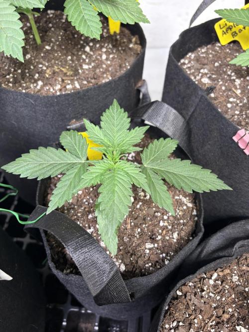 Royal Dwarf. Week 2