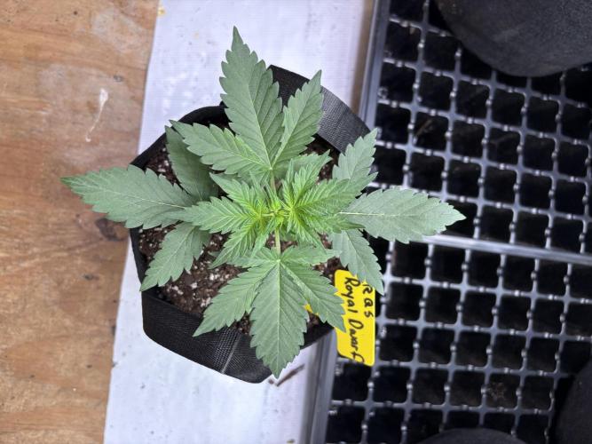 Royal dwarf. Week 2