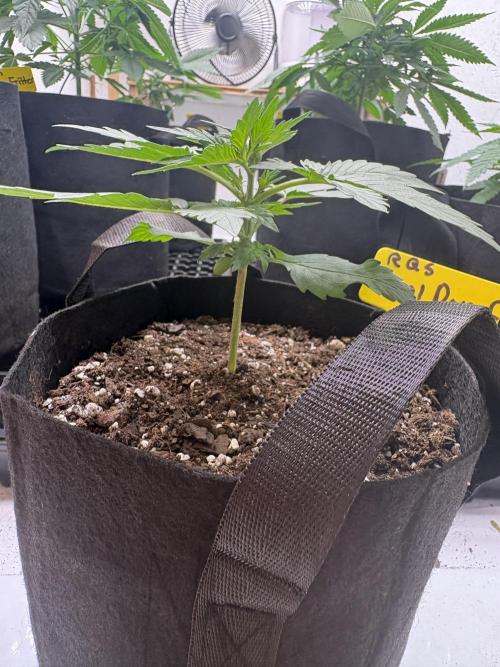 Royal dwarf. Week 2