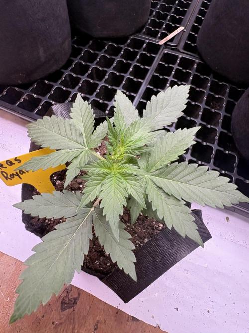 Royal dwarf. Week 2