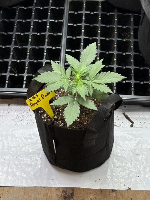 Royal dwarf. Week 2