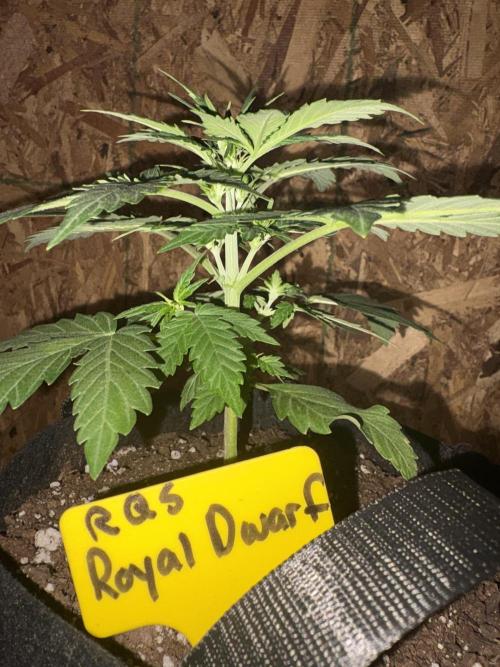 Royal dwarf. Week 3