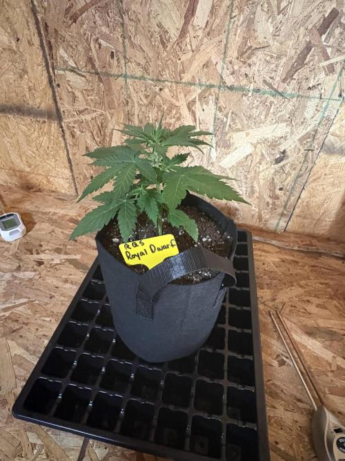 Royal dwarf. Week 3