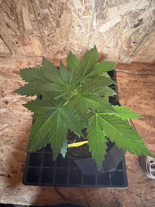 Royal dwarf. Week 3