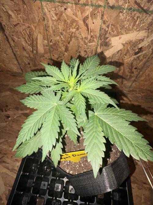 Royal dwarf. Week 3