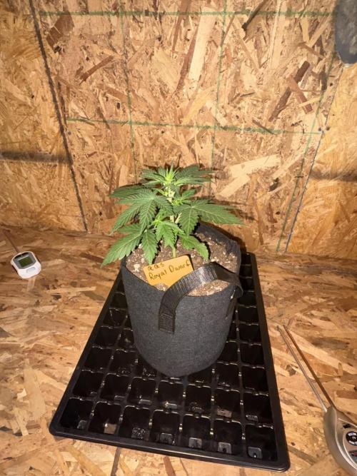Royal dwarf. Week 3