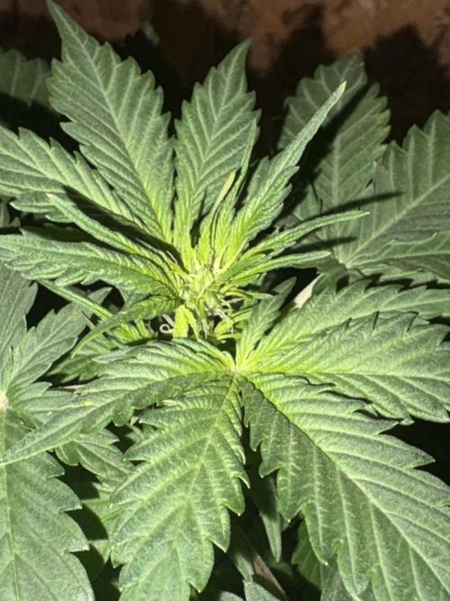 Royal dwarf. Week 3