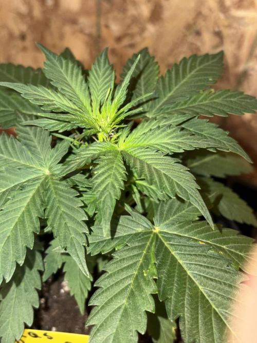 Royal dwarf. Week 3