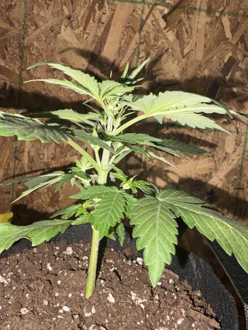 Royal dwarf. Week 3