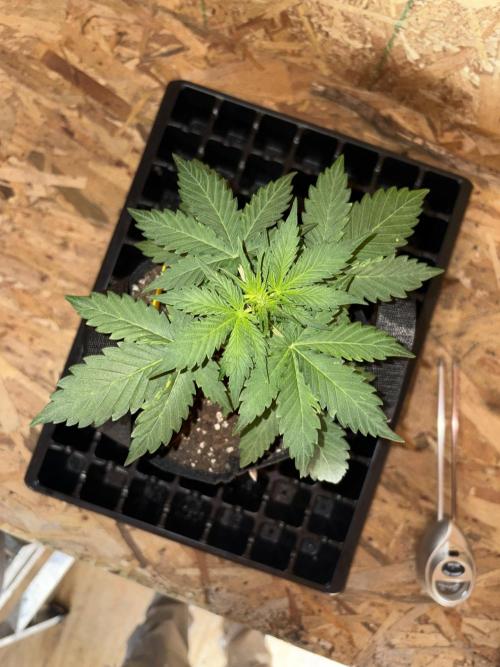 Royal dwarf. Week 3