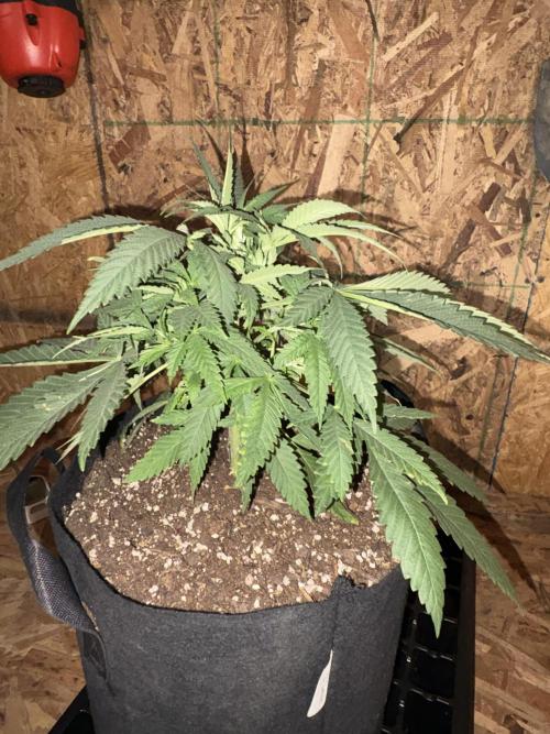 Cindy-99. Week 4
