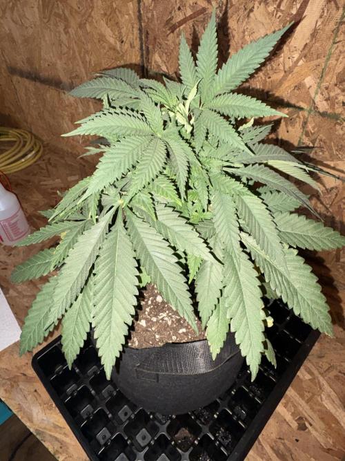 Cindy-99. Week 4