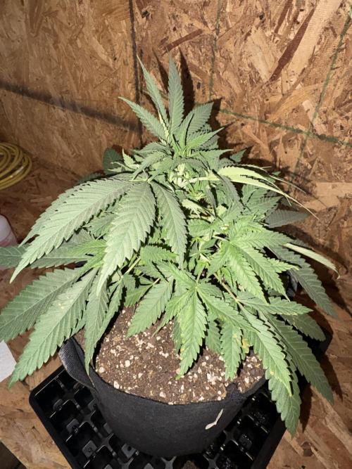 Cindy-99. Week 4