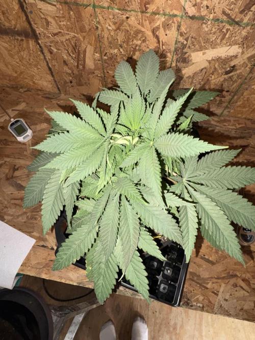 Cindy-99. Week 4