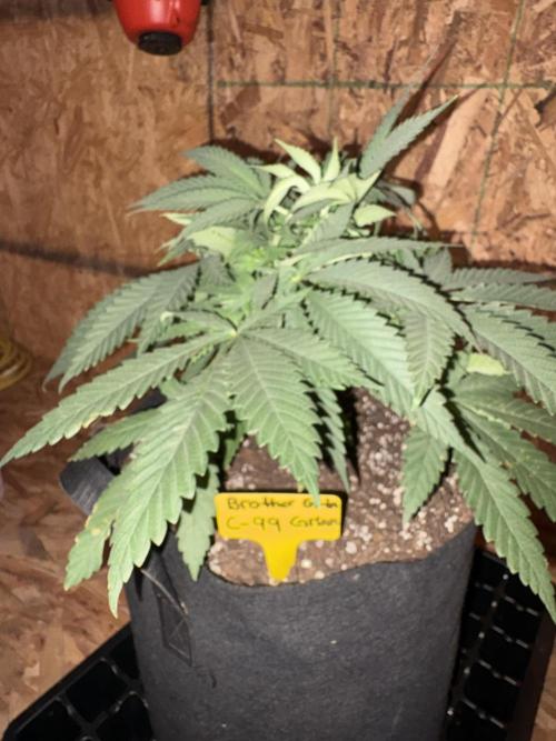 Cinderella 99. Week 4