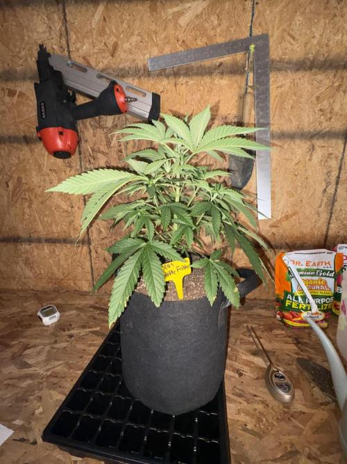 Apple yumyum. Week 4