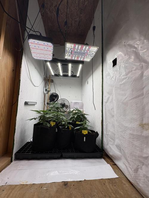 Apple yumyum. Week 4