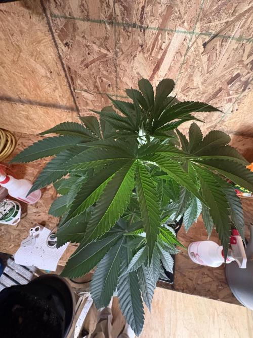 Apple yumyum. Week 4