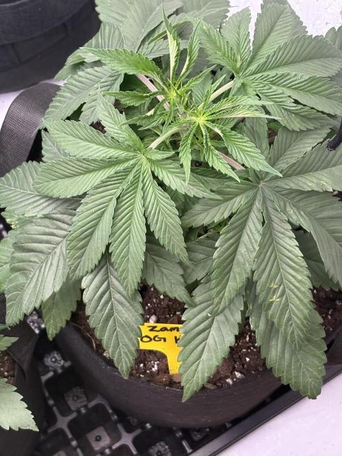 Oh kush - we’ll see. Week 4