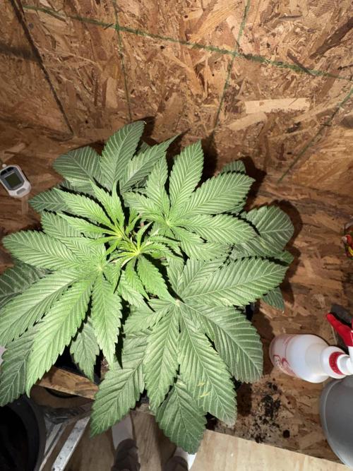 Oh kush - we’ll see. Week 4