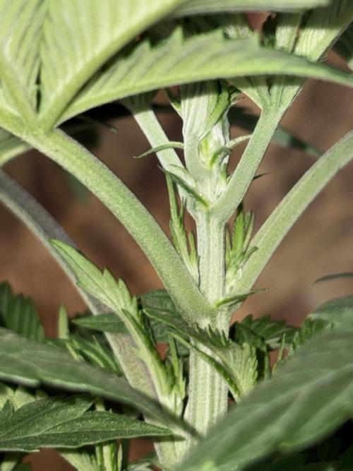 Oh kush - we’ll see. Week 4