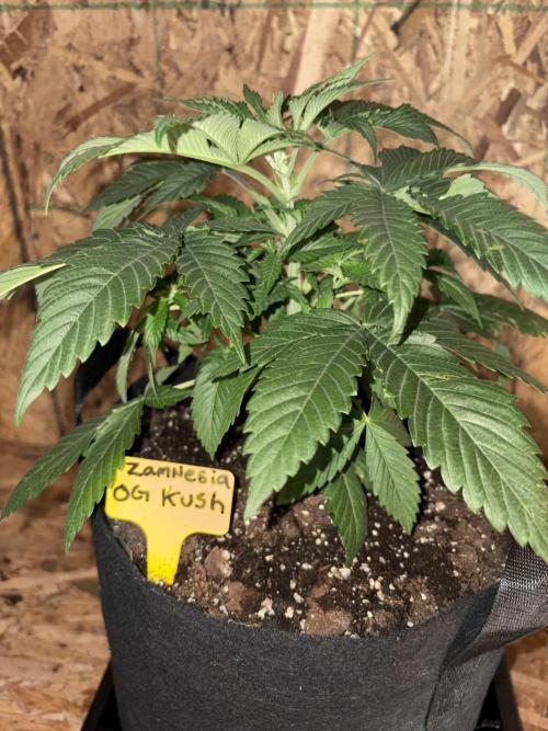 Oh kush - we’ll see. Week 4