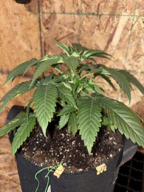 Oh kush - we’ll see. Week 4