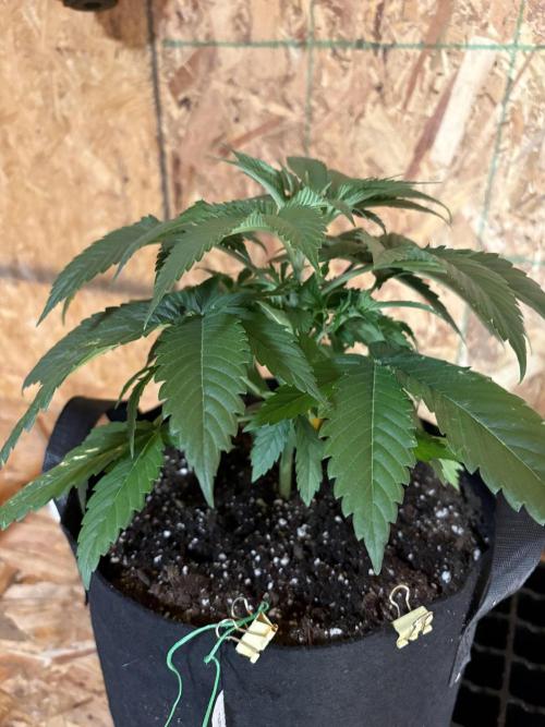 Oh kush - we’ll see. Week 4