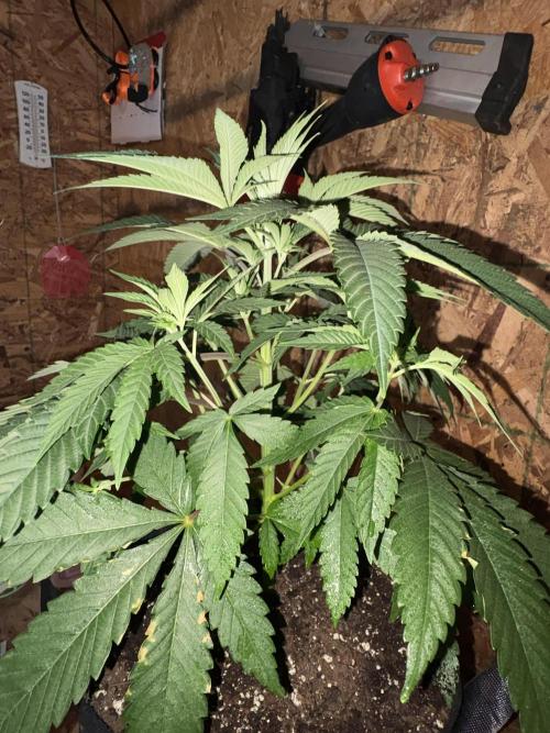OG Kush. Week 4