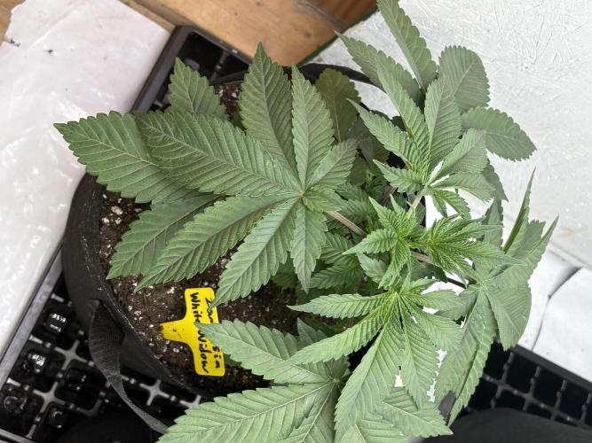 White widow. Week 3