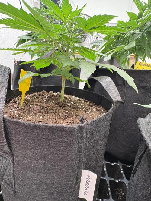 White widow. Week 3