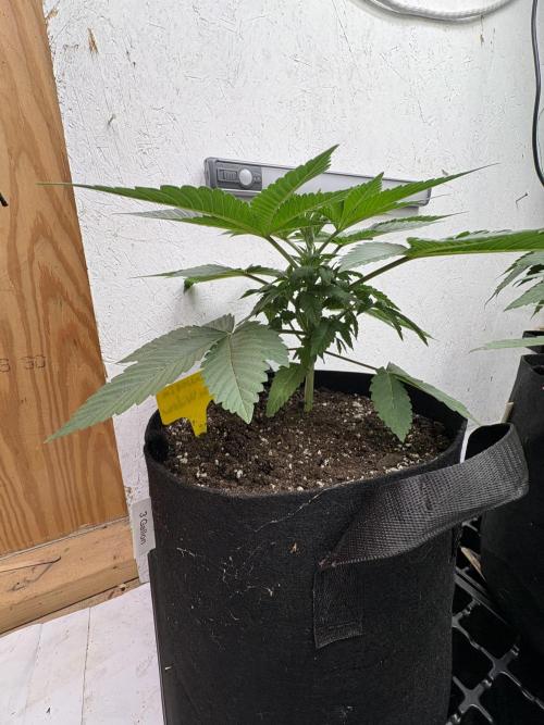 White widow. Week 3